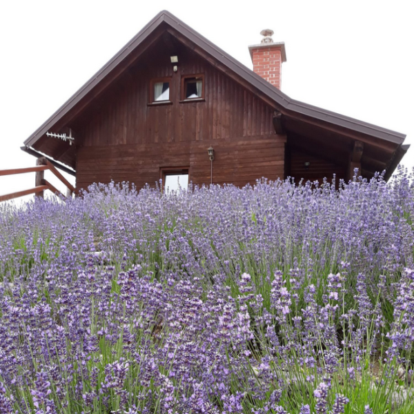 The Čohovo estate